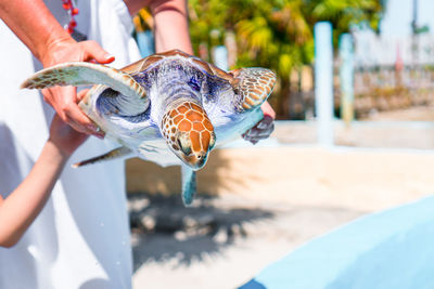 Midsection of girl holding turtle