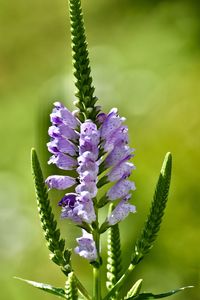 Close-up of plant