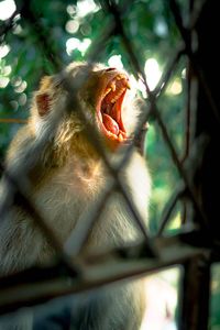 Low angle view of monkey on tree