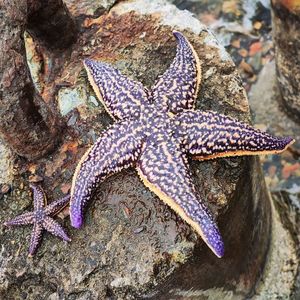 starfish