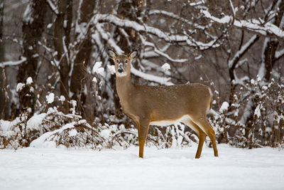 Deer in snow on field during winter