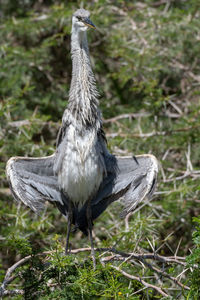 Close-up of a bird on field