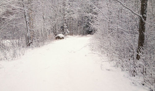 Road passing through bare trees