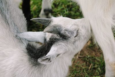 Close-up of a horse on field