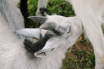 Close-up of a goat 
