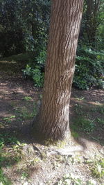 Trees growing on field in forest