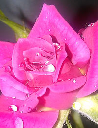 Close-up of pink flower