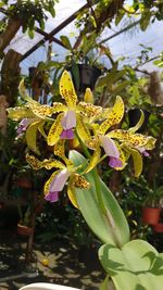 Close-up of yellow orchid