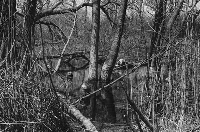 Bare trees in forest