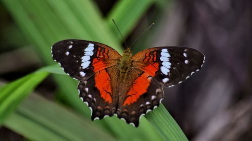 Close-up of butterfly perching on leaf