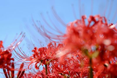 Close-up of red flower