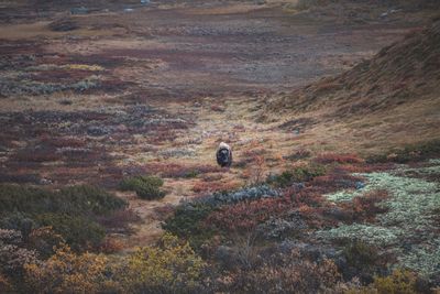 Rear view of man on horse in mountain