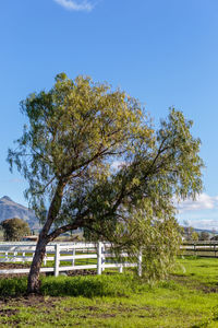 Trees on landscape against clear sky