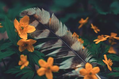 Close-up of orange flowering plant leaves