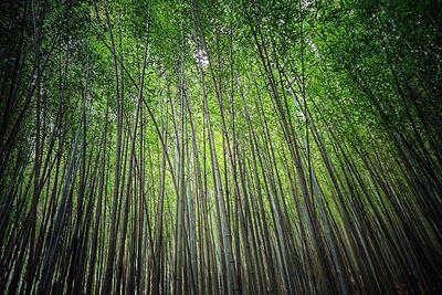 Low angle view of bamboo trees in forest