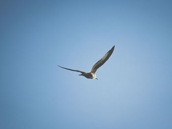 Low angle view of bird flying against clear blue sky