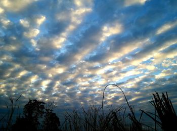 Low angle view of silhouette trees against sky