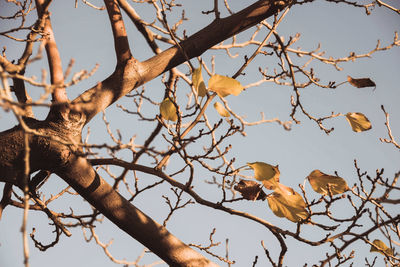 Low angle view of bird perching on bare tree against sky