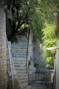 Steps amidst trees