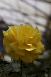 Close-up of yellow flower