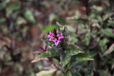 Close-up of pink flowers blooming outdoors