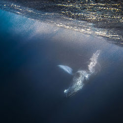 Whale swimming in sea