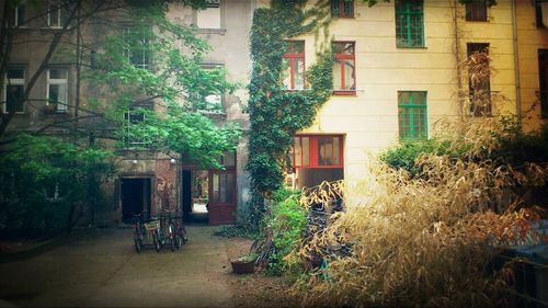 Plants growing in house