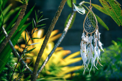 Close-up of bug on plant