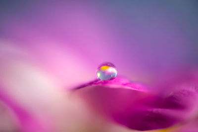 Close-up of pink rose flower