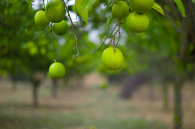 Close-up of fruits on tree