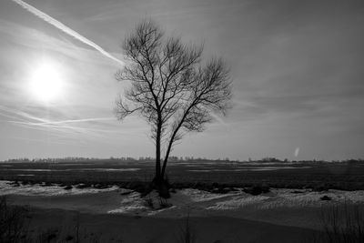 Bare tree on snow covered field against sky