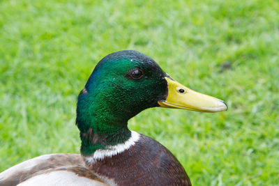 Close-up of a duck