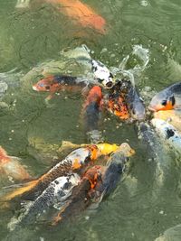 High angle view of koi carps swimming in lake