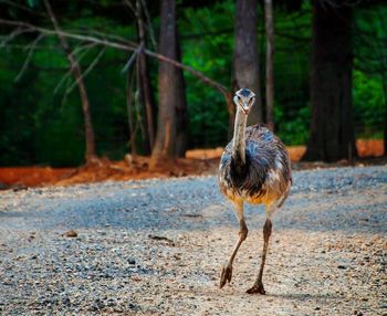 Bird on ground