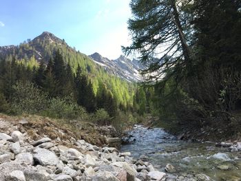 Stream flowing through rocks in forest