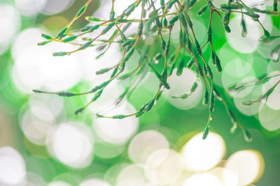 Close-up of water drops on plant