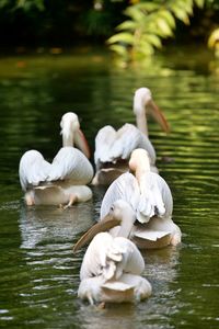 Pelicans swimming in lake