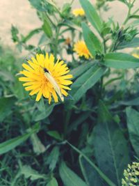 Close-up of yellow flowering plant
