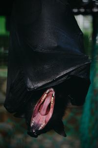 Close-up of bat yawning