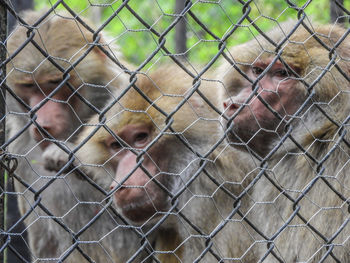 Close-up of monkey in cage at zoo