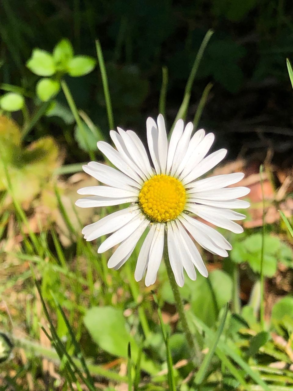 CLOSE-UP OF WHITE DAISY FLOWER OUTDOORS
