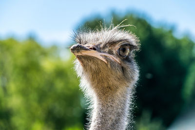 Close-up of ostrich against sky