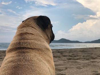 Close-up of dog on beach against sky