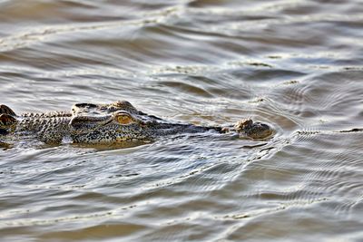 Crocodile in water