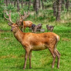 Deer rack nature