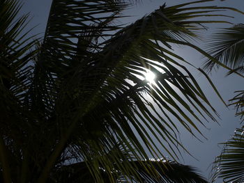 Low angle view of palm trees