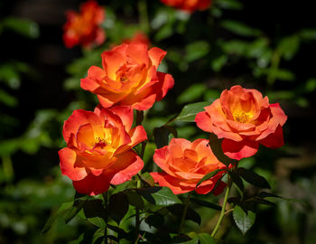 Close-up of yellow flowering plant