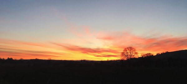 Silhouette of trees at sunset