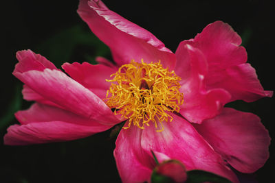 Close-up of pink flower