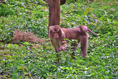 Monkey in a forest